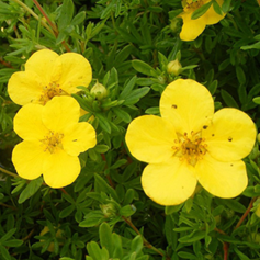     Potentilla Fruticosa Goldfinger 